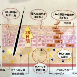 美しい肌の秘訣の鍵は、ターンオーバー！！